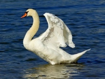 Un cygne